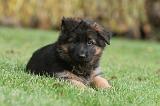 BERGER ALLEMAND 201